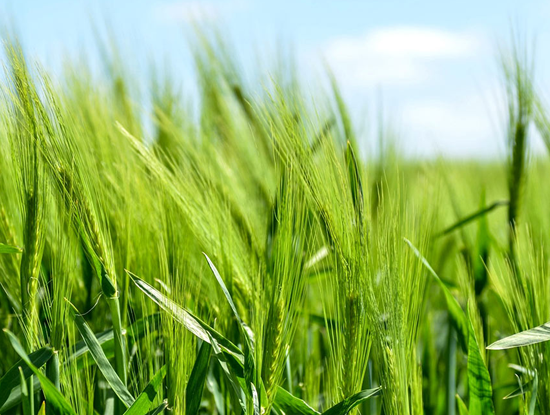 Website Agromais